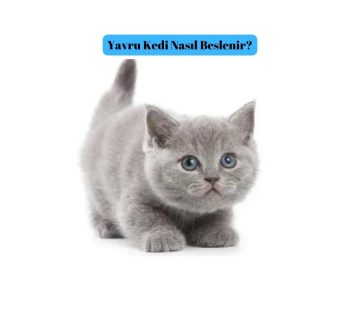 Yavru Kedi Nasıl Beslenir